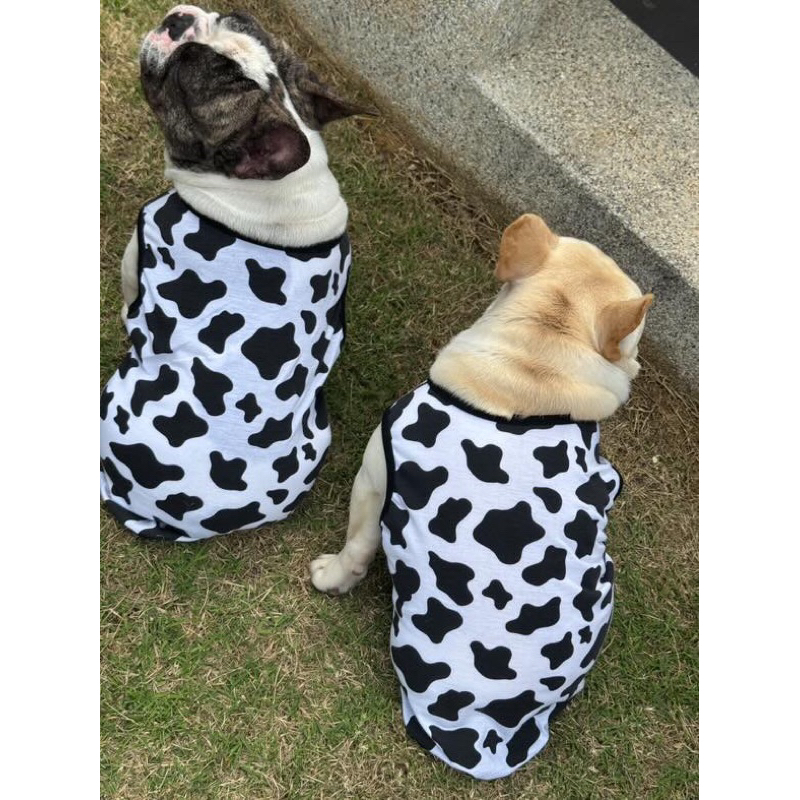 Cow